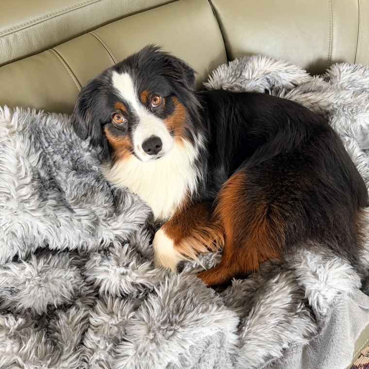 Maggie curled up on a soft blanket