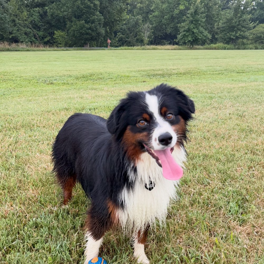Maggie in a field with her tongue out
