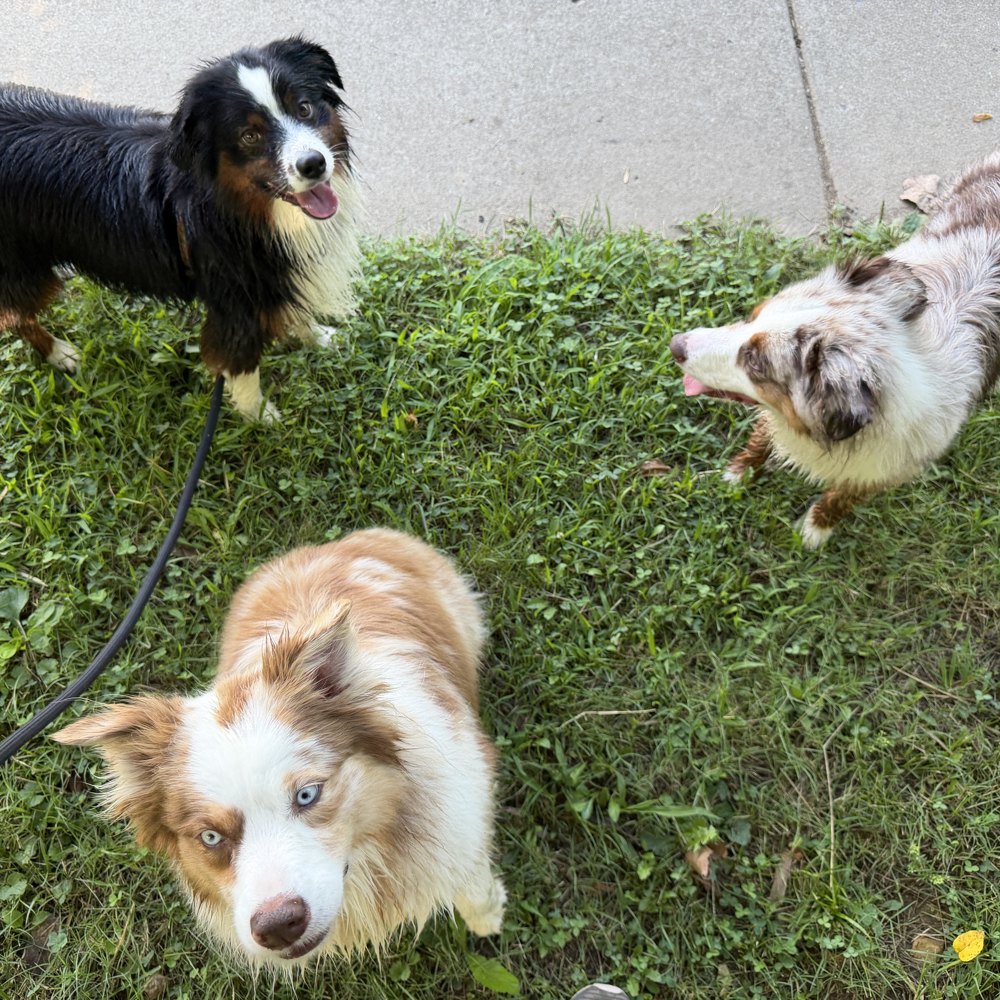 Maggie with two Australian shepherd friends
