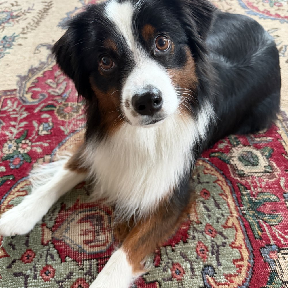 Maggie reclining on a patterned rug