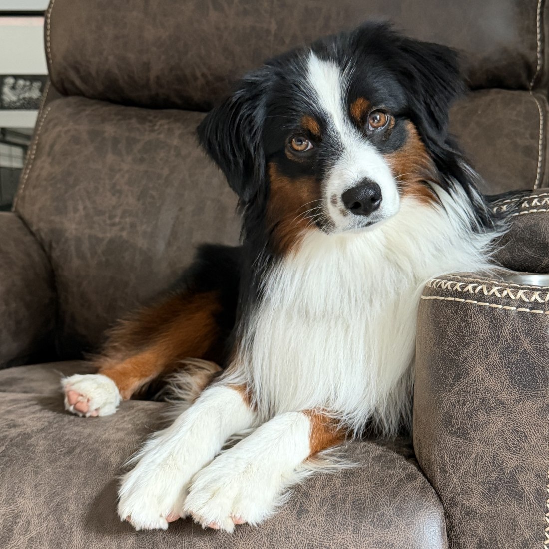 Maggie reclining on a leather chair, looking up at the camera